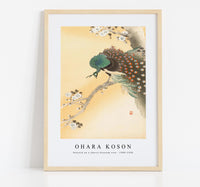 
              Ohara Koson - Peacock on a cherry blossom tree (1900-1930)
            