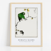 Numata Kashu - Fairy Pitta and Japanese Allspice illustration from Pictorial Monograph of Birds (1885)