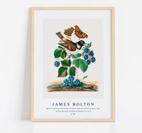 
              James Bolton - White-cheeked Starling, bramble and Eurasian Comma and Seven-Spotted Ladybird Beetle on leaf 1768
            