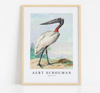
              Aert chouman - Jabiru-1770
            