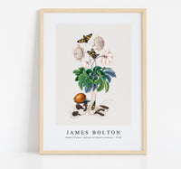 
              James Bolton - Double flower cultivar of Wood anemone, Painted handmaiden moth, Blister beetle, Spanish fly and Sawyer beetle 1768
            