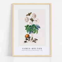 James Bolton - Double flower cultivar of Wood anemone, Painted handmaiden moth, Blister beetle, Spanish fly and Sawyer beetle 1768