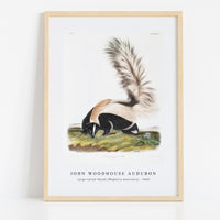 John Woodhouse Audubon - Large-tailed Skunk (Mephitis macroura) from the viviparous quadrupeds of North America (1845)