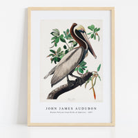John James Audubon - Brown Pelican from Birds of America (1827)