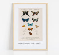 
              Charles Dessalines D'Orbigny - Collection of hand drawings of butterflies
            