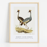 Robert Jacob Gordon - Balearica regulorum grey crowned crane (1777–1786)
