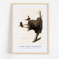 John James Audubon - House Wren from Birds of America (1827)