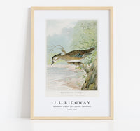 
              J L Ridgway - Woodduck Female (Aix Sponsa, Swainson)  1859-1947
            