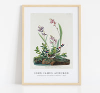 
              John James Audubon - Field Sparrow from Birds of America (1827)
            