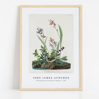 John James Audubon - Field Sparrow from Birds of America (1827)