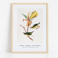 John James Audubon - Kentucky Fly-catching Warbler (1830s)