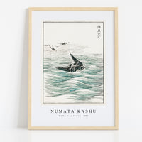 Numata Kashu - Riu Kiu House Swallow illustration from Pictorial Monograph of Birds (1885)