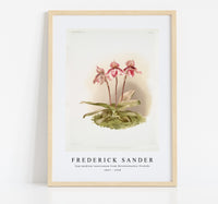 
              Frederick Sander - Cypripedium tautzianum from Reichenbachia Orchids-1847-1920
            
