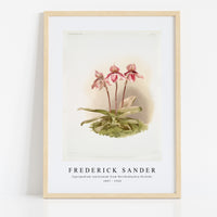 Frederick Sander - Cypripedium tautzianum from Reichenbachia Orchids-1847-1920