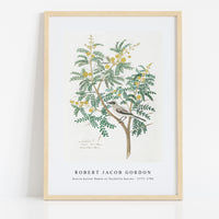 Robert Jacob Gordon - Acacia karroo Hayne or Vachellia karroo (1777–1786)