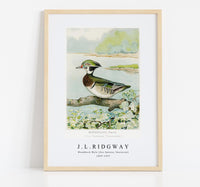 
              J L Ridgway - Woodduck Male (Aix Sponsa, Swainson) 1859-1947
            