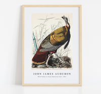
              John James Audubon - Wild Turkey or Great American Cock from Birds of America (1827)
            