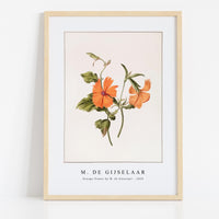 M. de Gijselaar - Orange flower by M. de Gijselaar (1820)