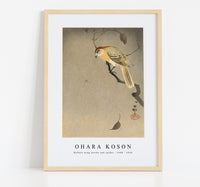 
              Ohara Koson - Buffalo wing shrike and spider (1900 - 1930) by Ohara Koson (1877-1945). (2)
            