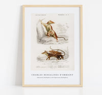 
              Charles Dessalines D'Orbigny - Opossum (Didelphis) and Opossum (Didelphis)
            