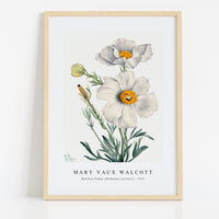 Mary Vaux Walcott - Matilija Poppy (Romneya coulteri) (1931)