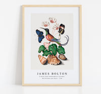 
              James botlon - Crimson topaz hummingbird, Cyclamen, Red Postman and shells 1768
            