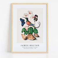 James botlon - Crimson topaz hummingbird, Cyclamen, Red Postman and shells 1768