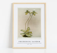 
              Frederick Sander - Cypripedium lawrenceanum hyeanum from Reichenbachia Orchids-1847-1920
            