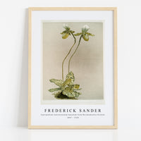 Frederick Sander - Cypripedium lawrenceanum hyeanum from Reichenbachia Orchids-1847-1920