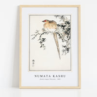 Numata Kashu - Hondo Copper Pheasant illustration from Pictorial Monograph of Birds (1885)