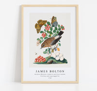 
              James Bolton - Northern Wheatear, Cowberry and Silver-washed Fritillary and Long-legged Fly 1768
            