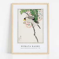 Numata Kashu - Japanese Masked Hawfinch and Silk Tree illustration from Pictorial Monograph of Birds (1885)