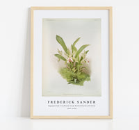 
              Frederick Sander - Zygopetalum wendlandi from Reichenbachia Orchids-1847-1920
            