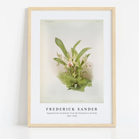 Frederick Sander - Zygopetalum wendlandi from Reichenbachia Orchids-1847-1920