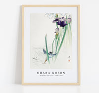 
              Ohara Koson - Kingfisher and irises (1900 - 1930) by Ohara Koson (1877-1945)
            