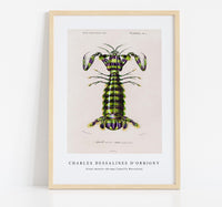 
              Charles Dessalines D'Orbigny - Giant mantis shrimp (Squilla Maculata)
            