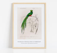 
              Charles Dessalines D'Orbigny - Pavonine quetzal (Pharomachrus pavoninus)
            