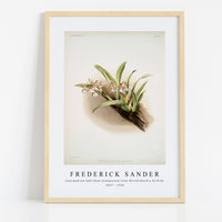 Frederick Sander - Cypripedium hybridum youngianum from Reichenbachia Orchids-1847-1920