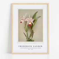 Frederick Sander - Cattleya ballantiniana from Reichenbachia Orchids-1847-1920