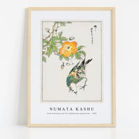 Numata Kashu - Grey Starling and Cercidiphyllum Japonicum illustration from Pictorial Monograph of Birds (1885)