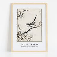 Numata Kashu - Bush-warbler and White Plum Tree illustration from Pictorial Monograph of Birds (1885)