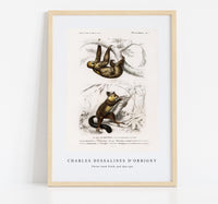 
              Charles Dessalines D'Orbigny - Three-toed Sloth (Bradypus ustus) and Aye-aye (Cheiromys madagascariensis)
            