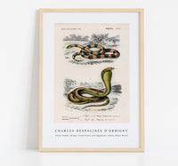
              Charles Dessalines D'Orbigny - Coral Snake (Elaps Corallinus) and Egyptian Cobra (Naja Hoje)
            