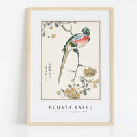 Numata Kashu - Macaw and Drooping Peach illustration from Pictorial Monograph of Birds (1885)