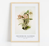 
              Frederick Sander - Cattleya o'brieniana from Reichenbachia Orchids-1847-1920
            
