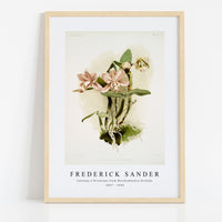 Frederick Sander - Cattleya o'brieniana from Reichenbachia Orchids-1847-1920