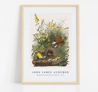 
              John James Audubon - Meadow Lark from Birds of America (1827)
            