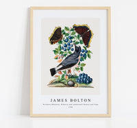 
              James Bolton - Northern Wheatear, Bilberry and Camberwell Beauty and Pupa 1768
            