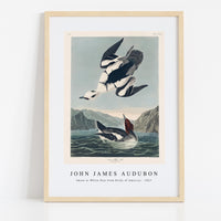 John James Audubon - Smew or White Nun from Birds of America (1827)