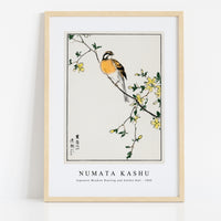 Numata Kashu - Japanese Meadow Bunting and Golden Ball illustration from Pictorial Monograph of Birds (1885)